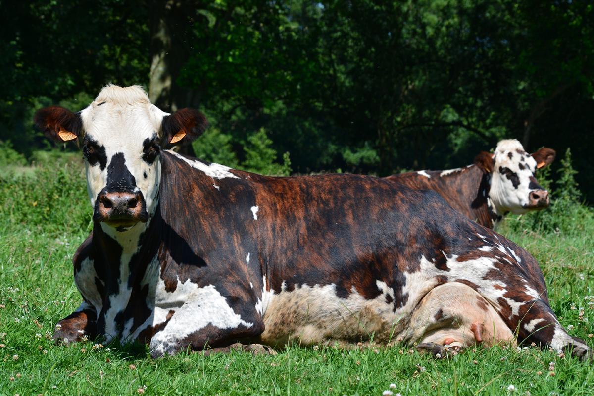 Vache normande